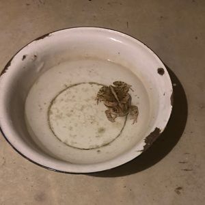 Meet your Posher, Abigail